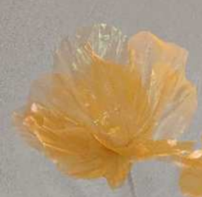 AC10361 GIANT LACE POPPY,6'