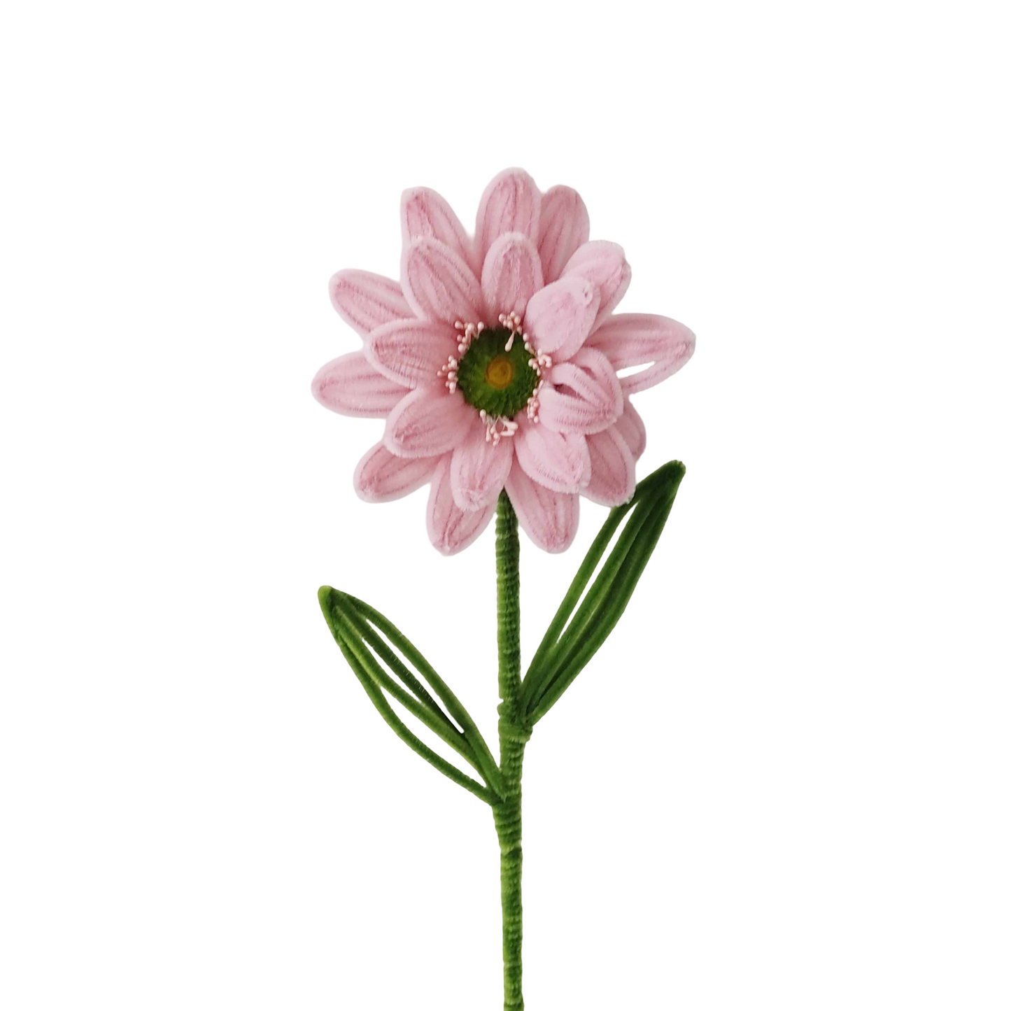 AC10502 DAISY 19.5in-24/192P