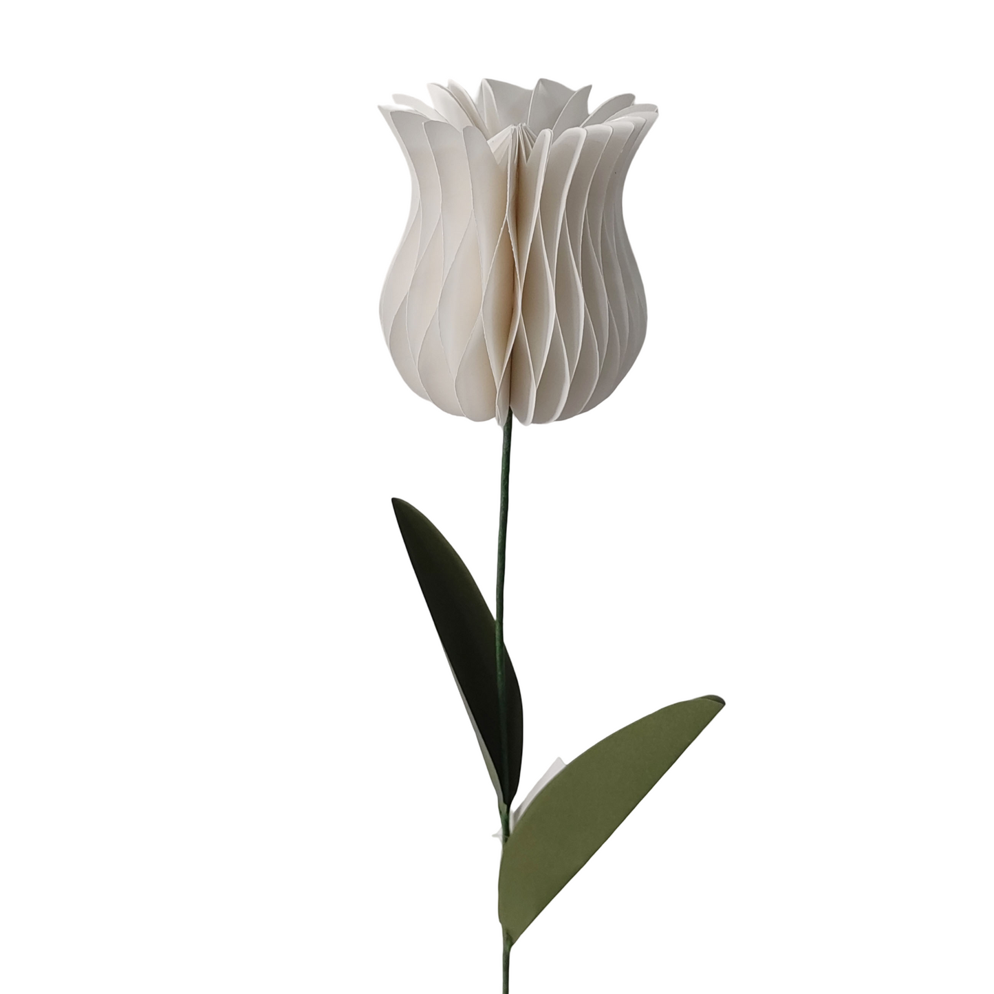 AC10515 TULIP 18in-24/360P