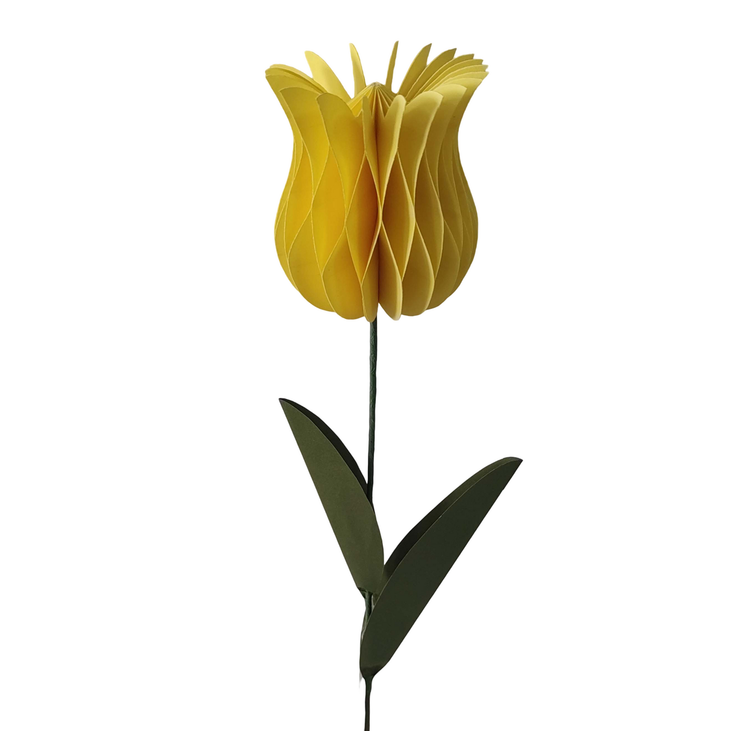 AC10515 TULIP 18in-24/360P