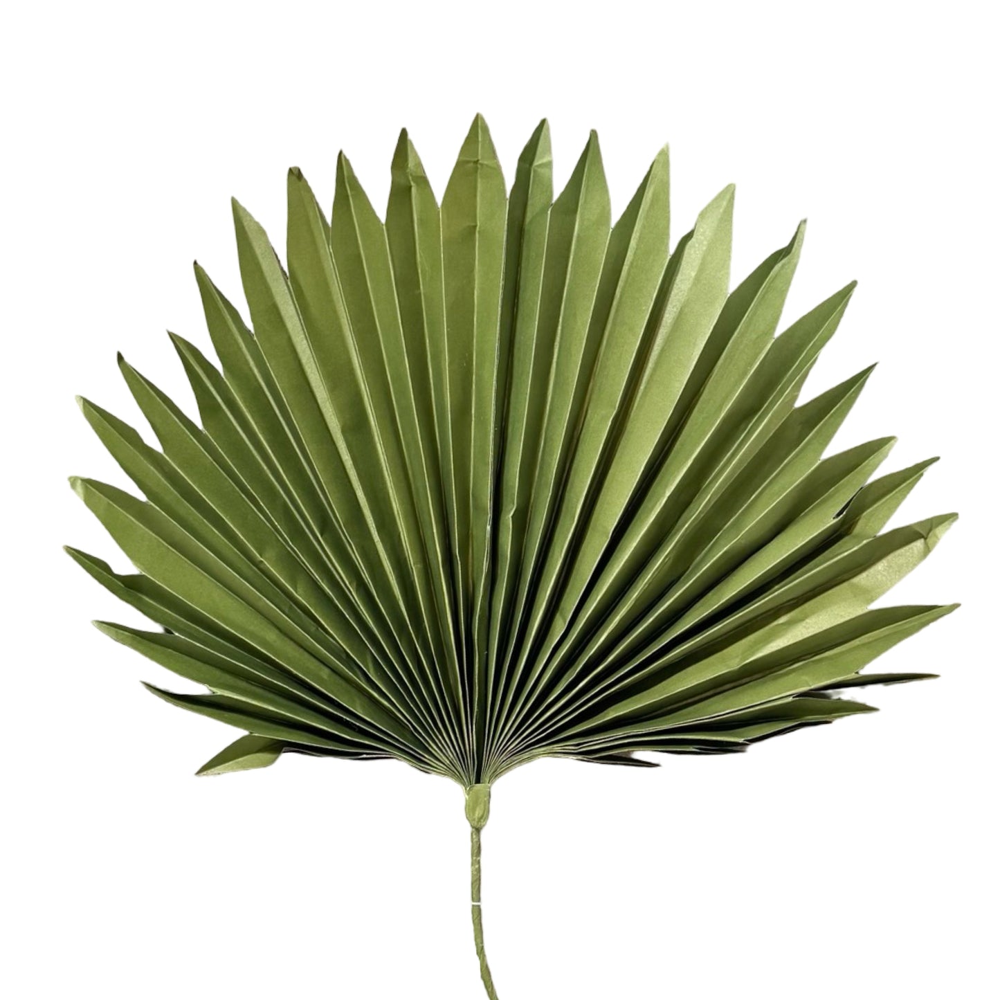 AC10517 FAN PALM 36in-12P