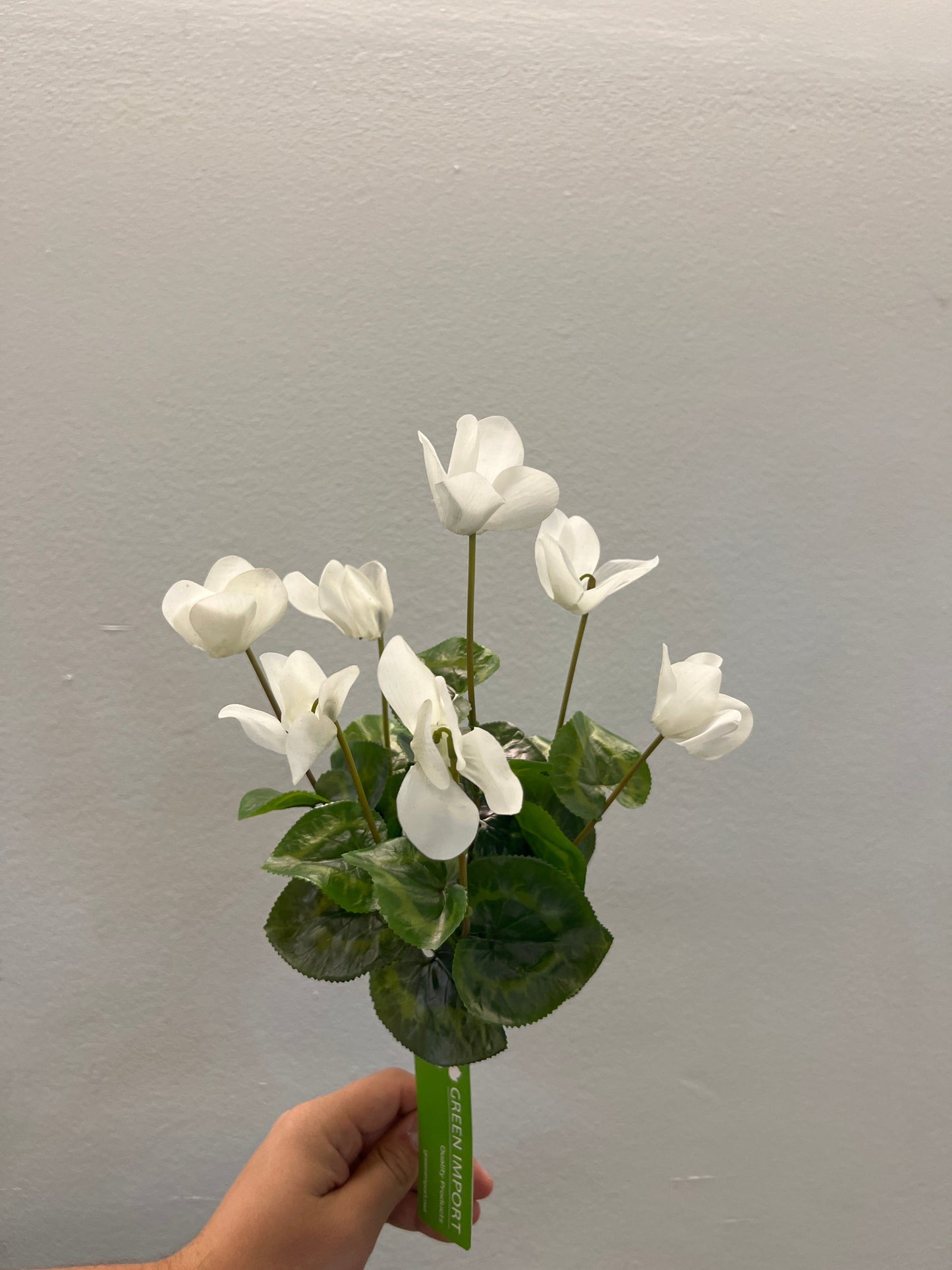 FN20057 CYCLAMEN BUSH (NAT) 14"