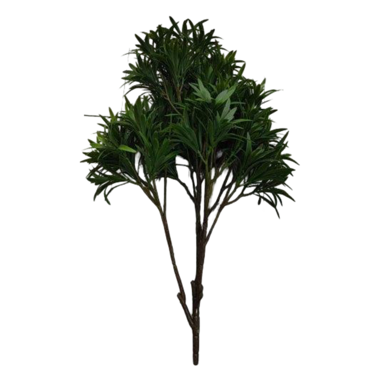 BG10680 PODOCARPUS BUSH (UV) 25"
