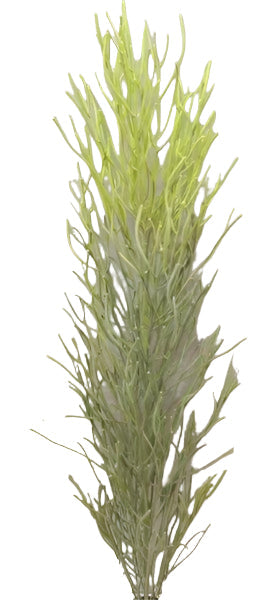 BG10706 PENCIL CACTUS PLANT (UV),5'