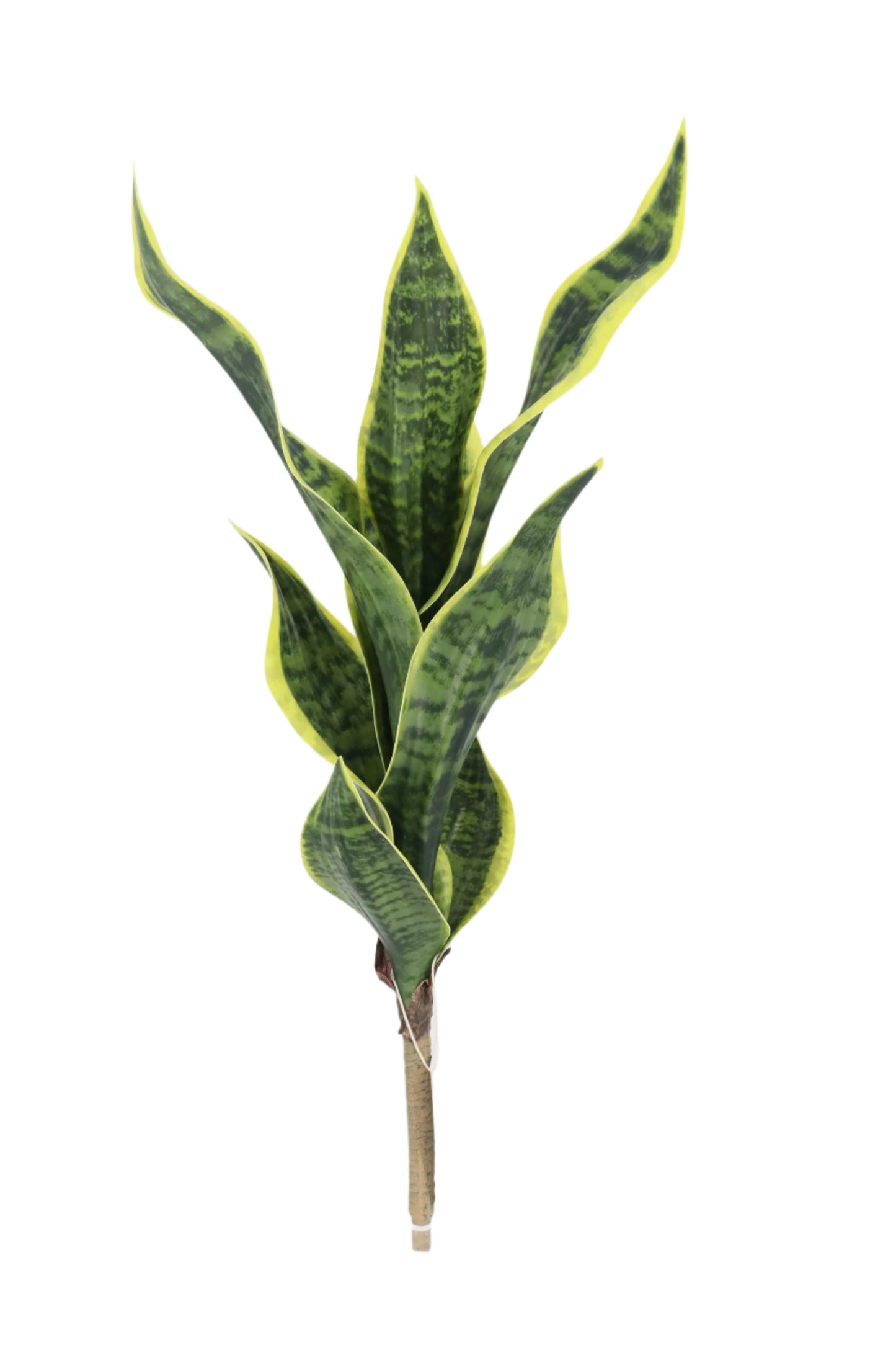BG10713 SANSEVIERIA STEM,24"