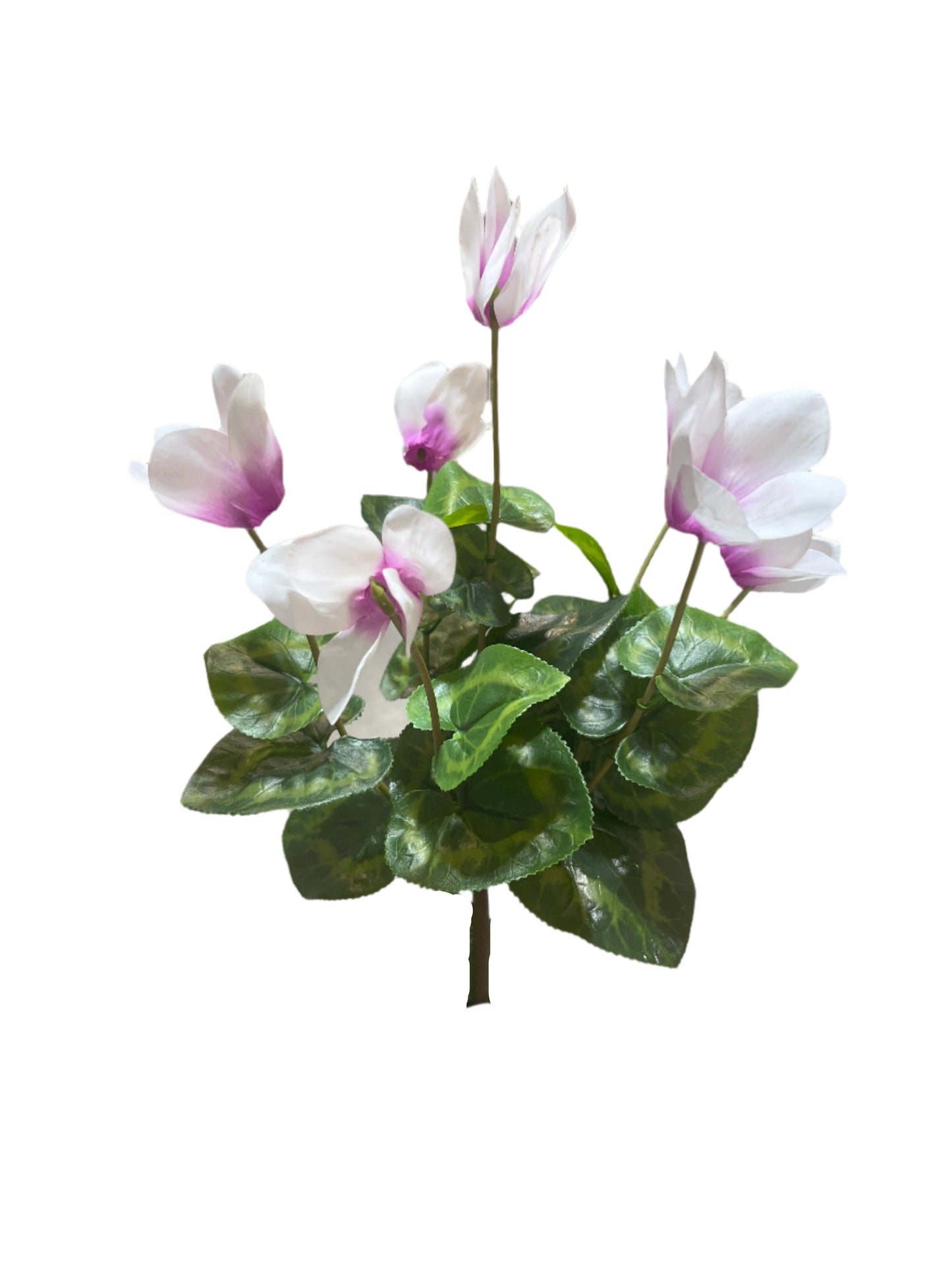 FN20057 CYCLAMEN BUSH (NAT) 14"
