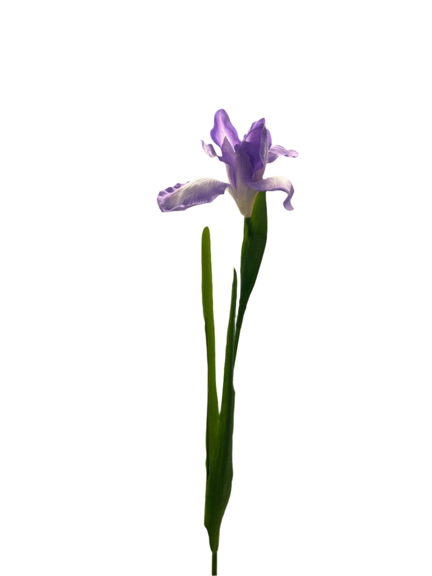 FL13535 DUTCH IRIS SPRAY 30"