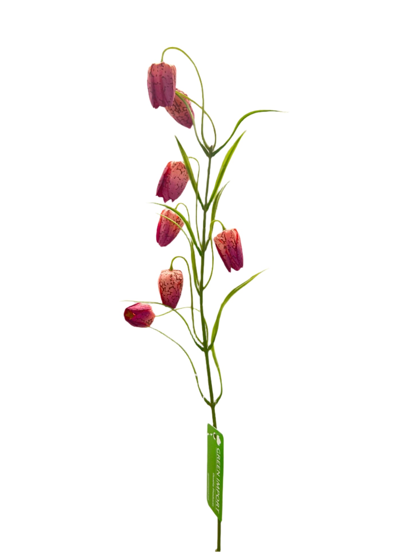 FL13533 FRITILLARIA SPRAYx7F 24"