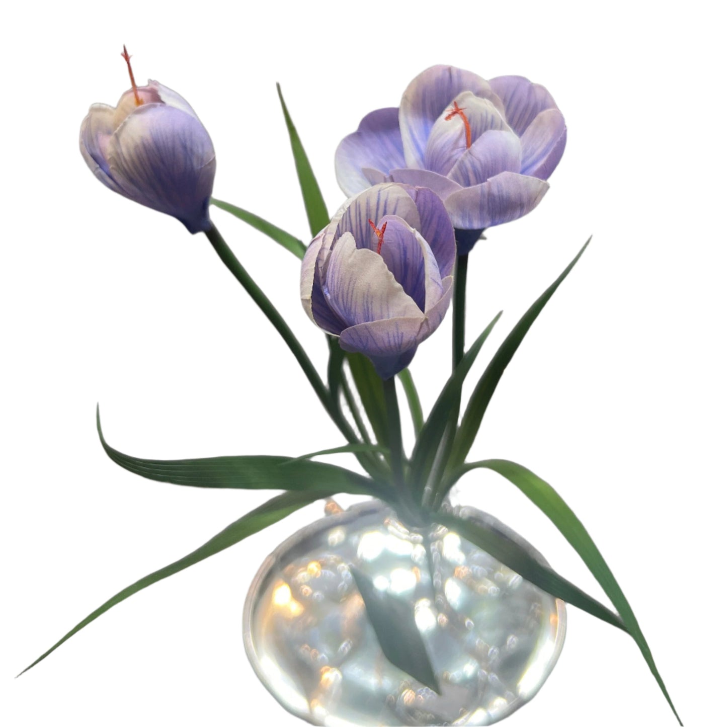 FN20056 CROCUSx3F (NAT) 13"