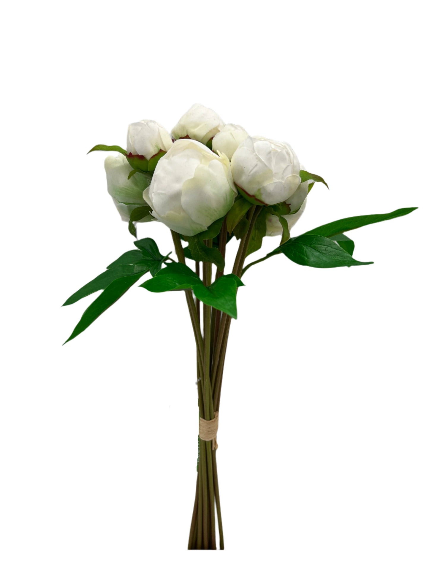 FN20041 PEONY BUD BUNDLEx10 (NAT),16in-12BN
