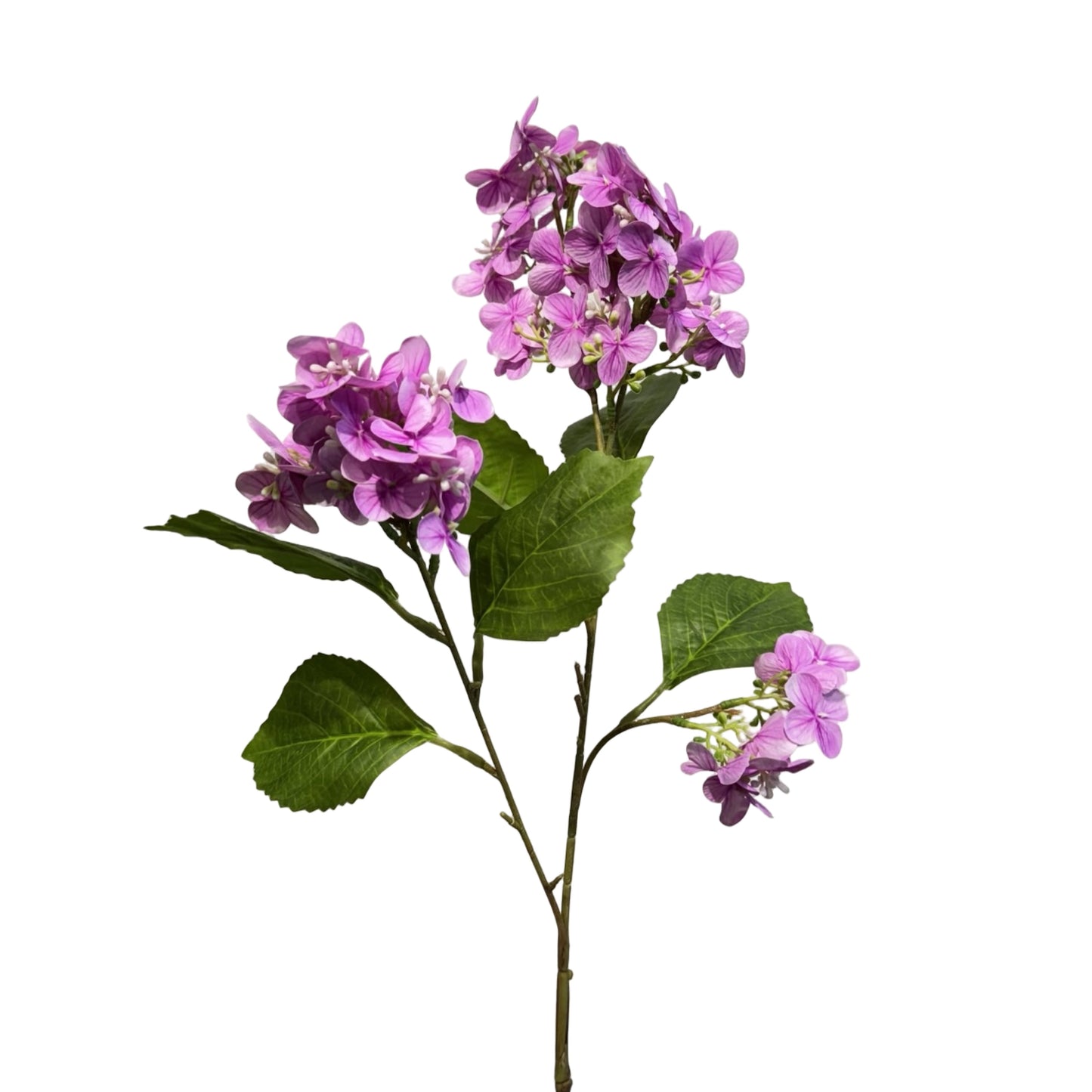 FL13622 PG HYDRANGEA SP (NAT) 32in-12/144P