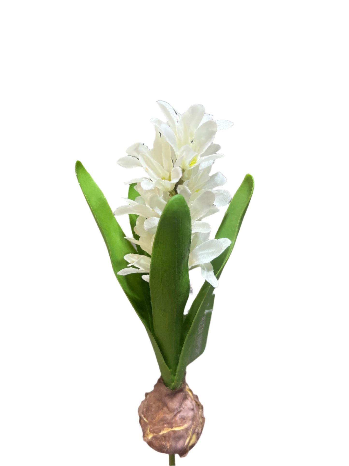FL13576 HYACINTH w/BULD 11.5in-24/240P