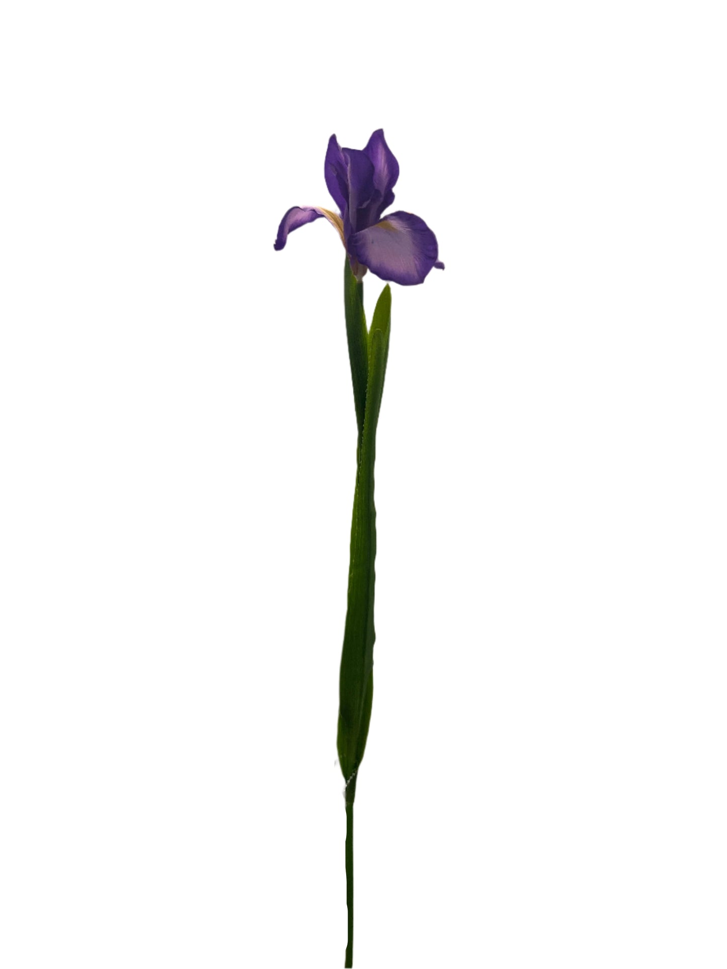 FL13535 DUTCH IRIS SPRAY 30"