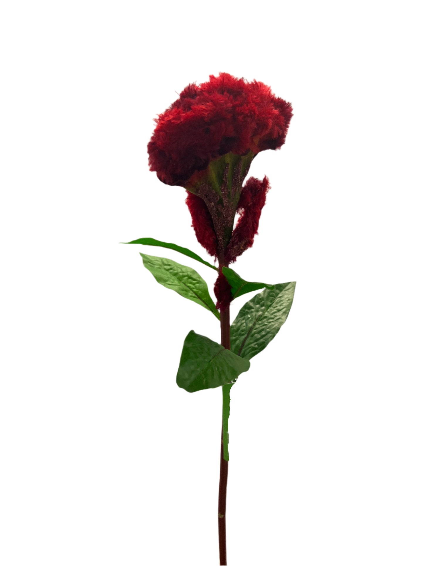FL13567 COCKSCOMB 26.5"