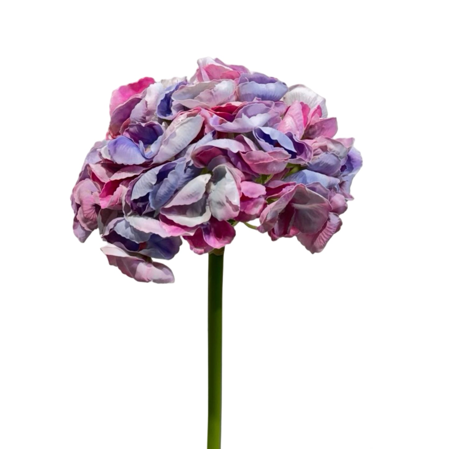 FL13621 HYDRANGEA SP (NAT) 17.5in-12/144P