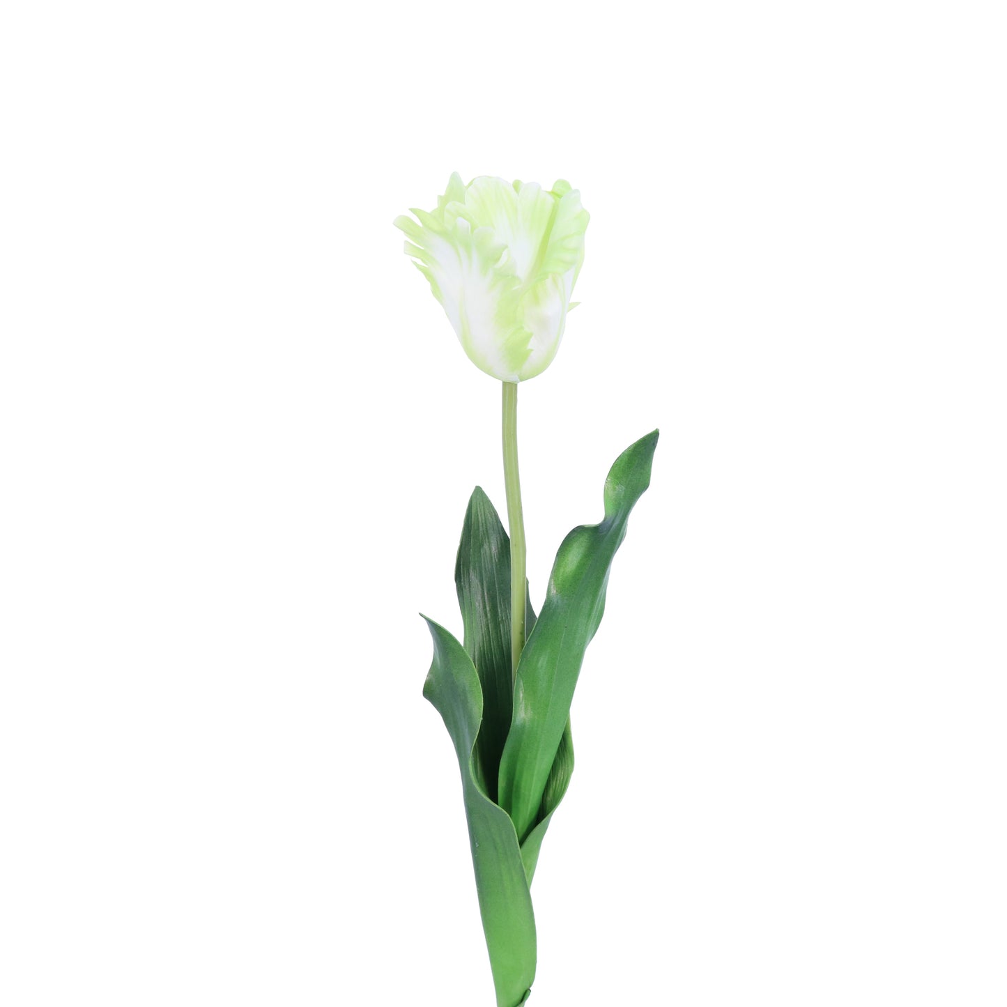 FL10811 TULIP,23in-12P/120/6.29'