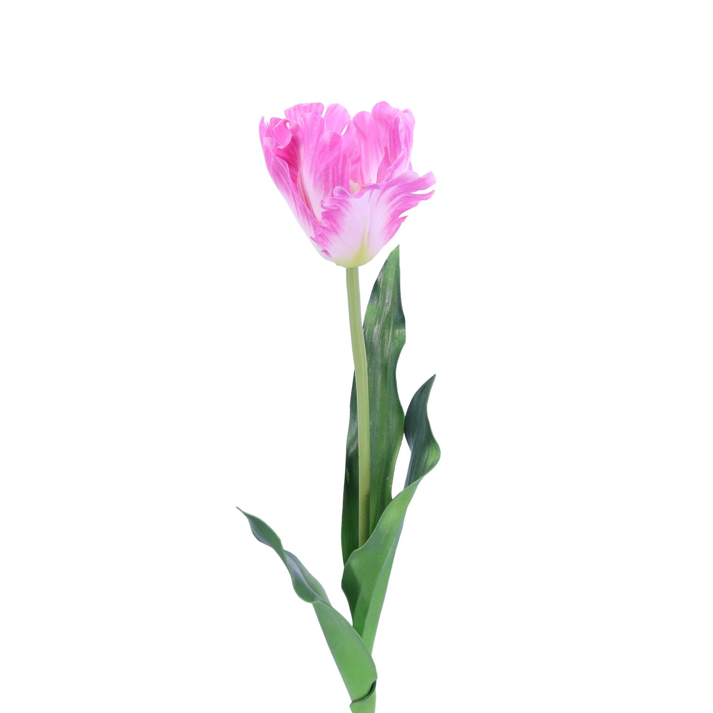 FL10811 TULIP,23in-12P/120/6.29'