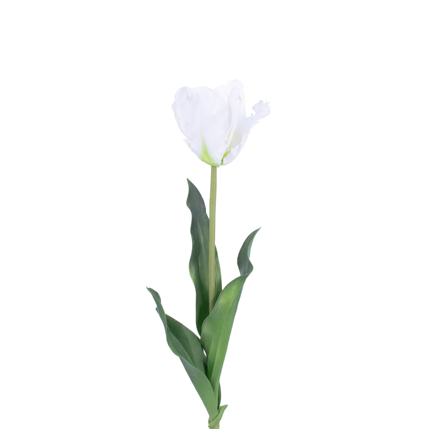 FL10811 TULIP,23in-12P/120/6.29'