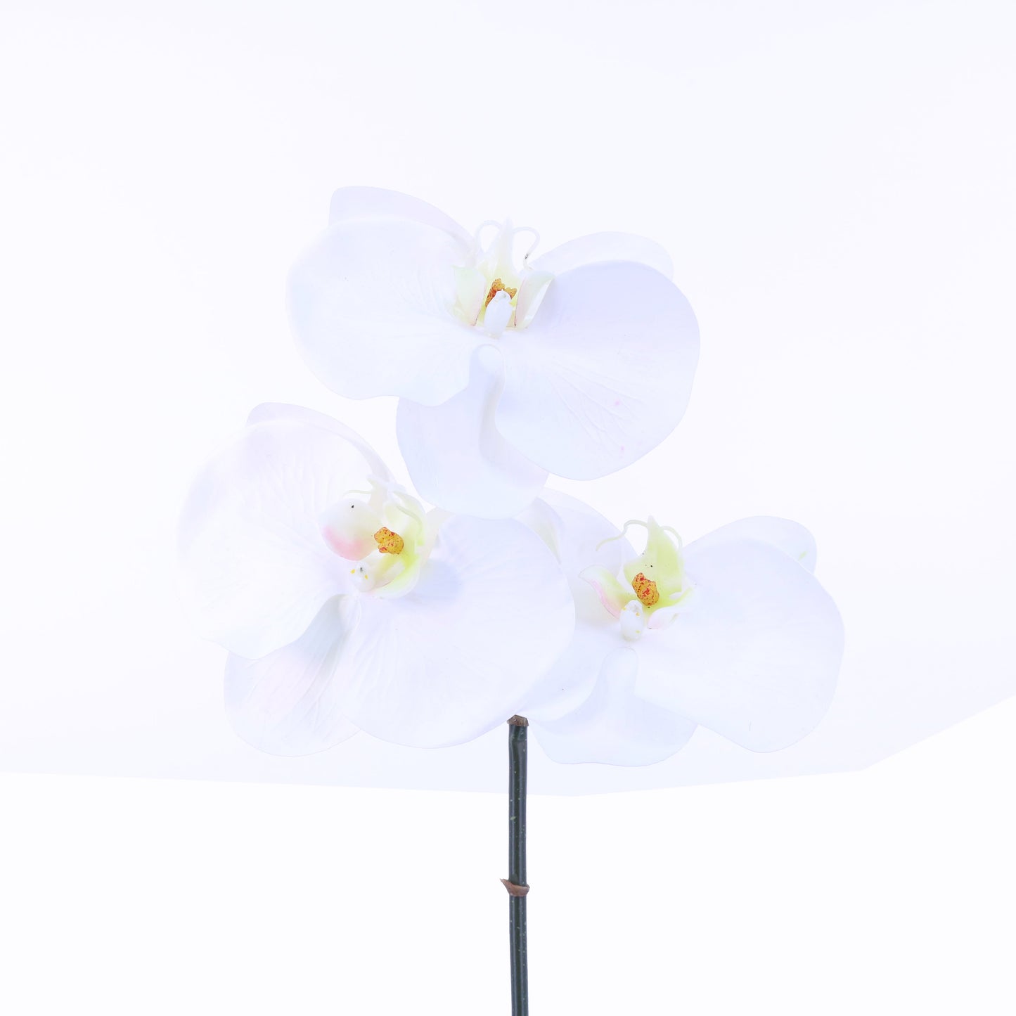 FL10833 PHALAENOPSIS PICK,15in-12P/192/6.1'