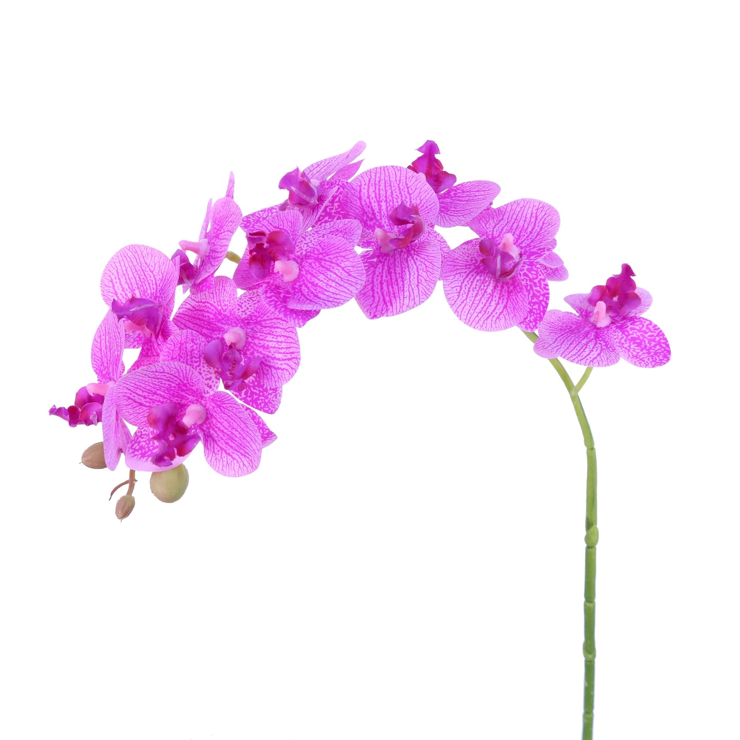 FL10844 MINI PHALAENOPSIS SPx12F,13in-24P