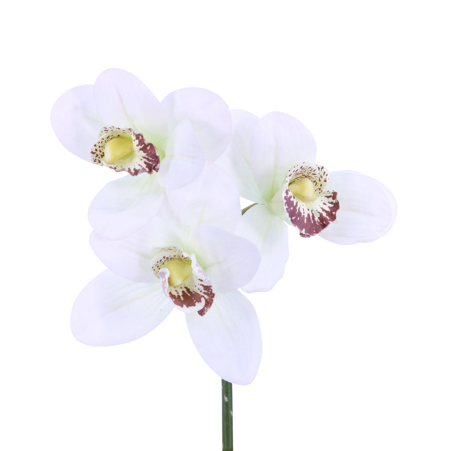 FL10845 CYMBIDIUM PICKx3F,12in-24P/288/9.1'