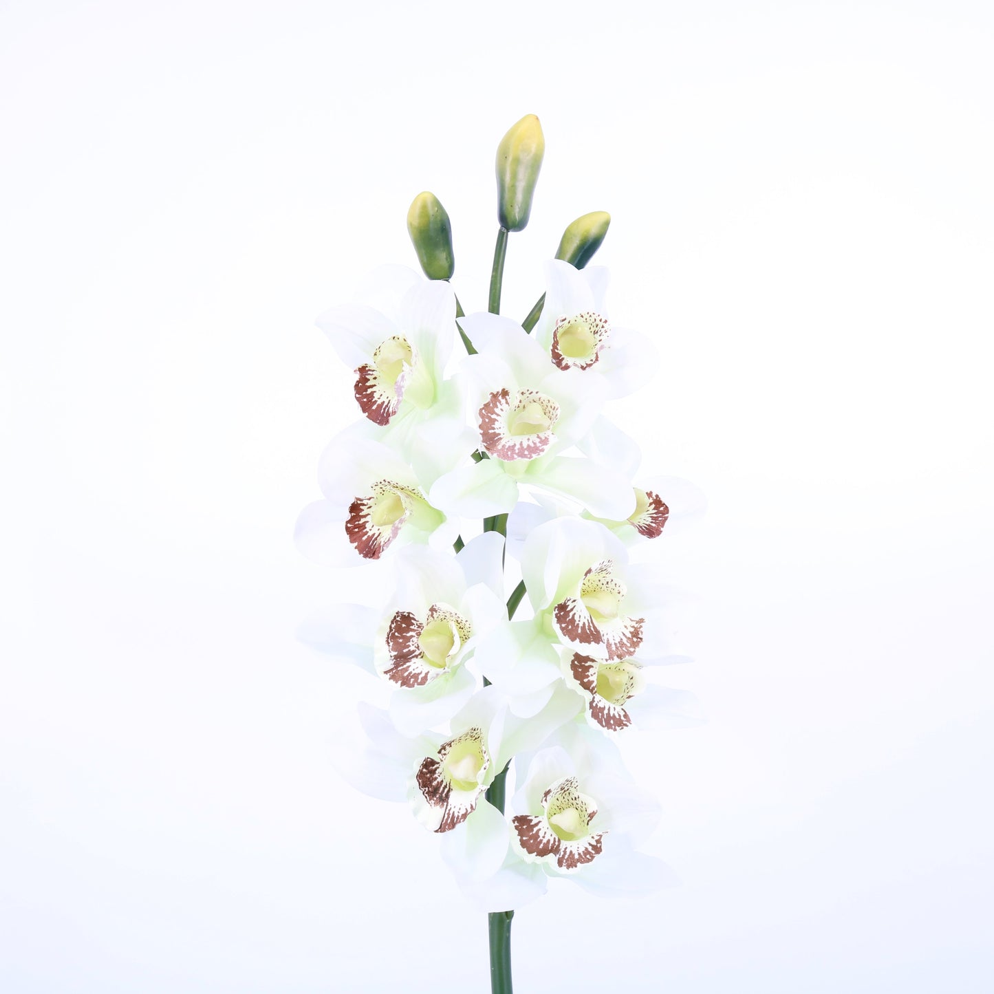 FL10972 CYMBIDIUM SPRAY,32in-12P/72/11.3'