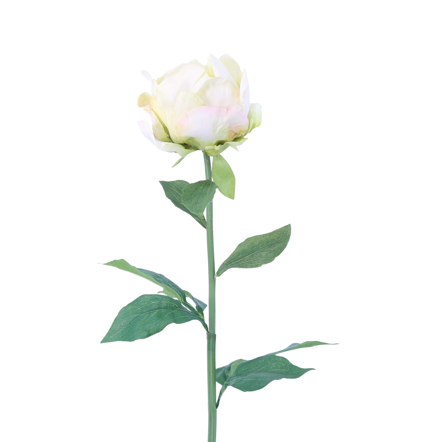 FL11091 FRENCH PEONY SP,28.5in-12P/72/4.21'