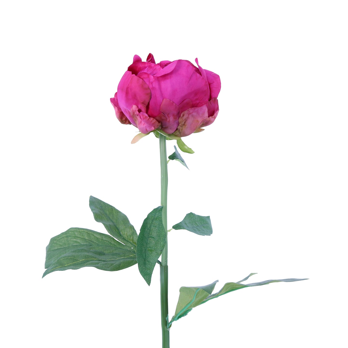 FL11091 FRENCH PEONY SP,28.5in-12P/72/4.21'