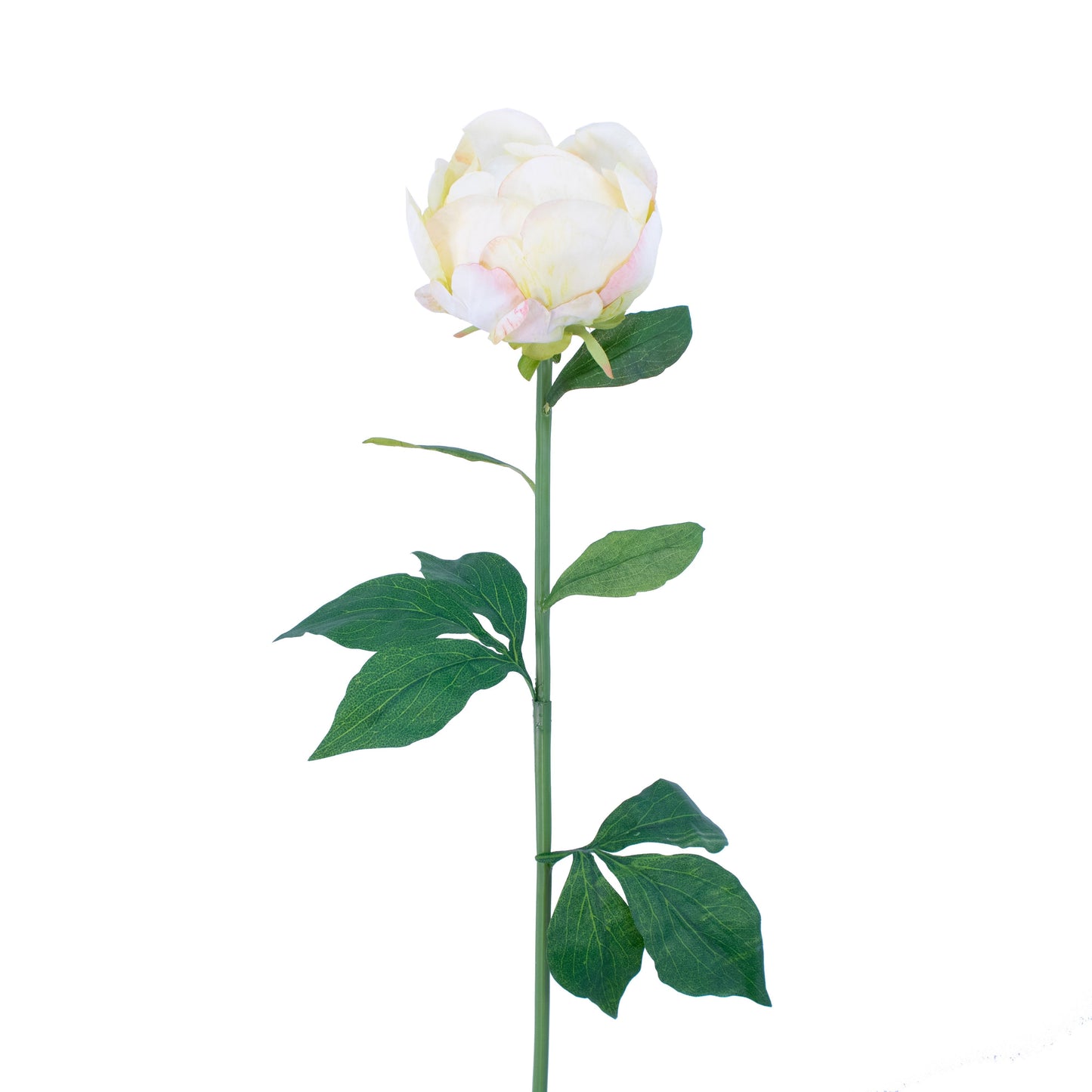 FL11091 FRENCH PEONY SP,28.5in-12P/72/4.21'