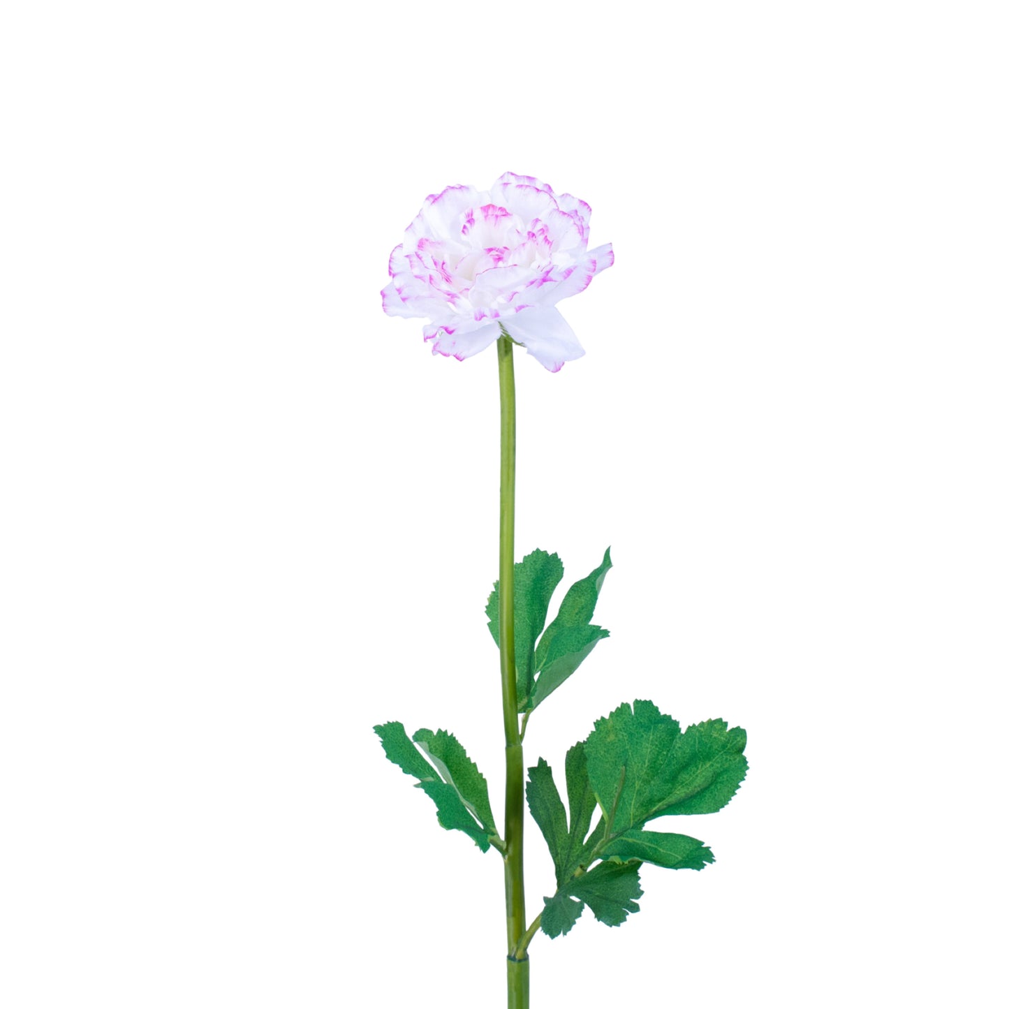 FL11103 RANUNCULUS,24in-12P/144/5.12'