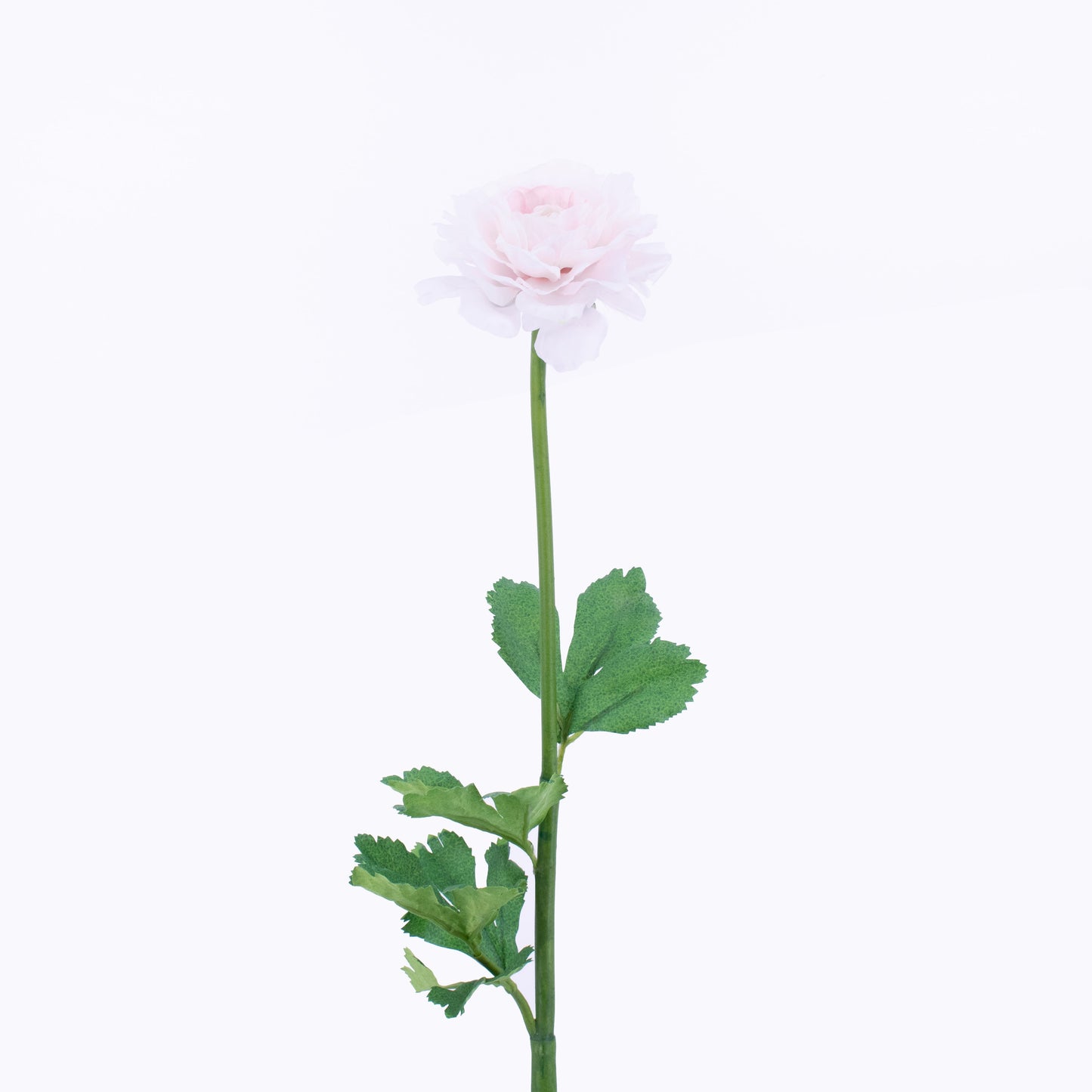 FL11103 RANUNCULUS,24in-12P/144/5.12'