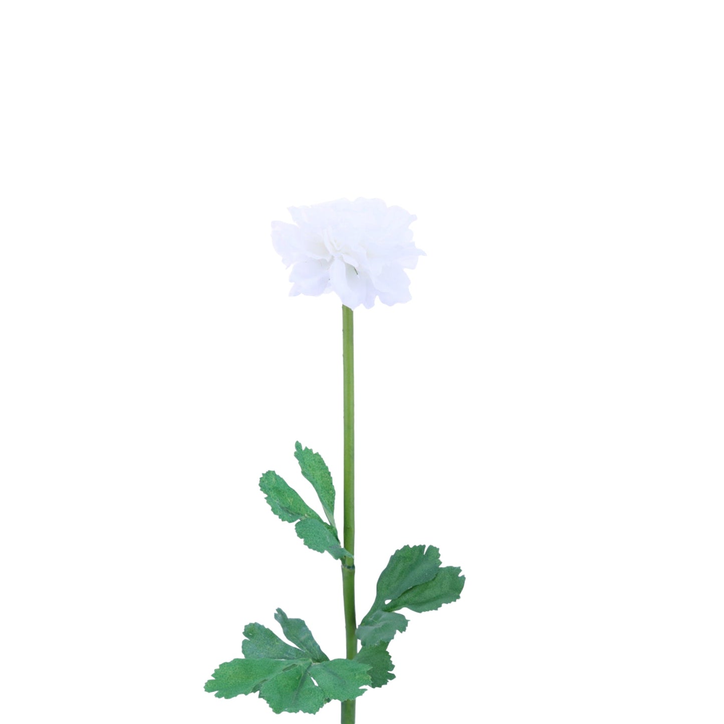 FL11103 RANUNCULUS,24in-12P/144/5.12'