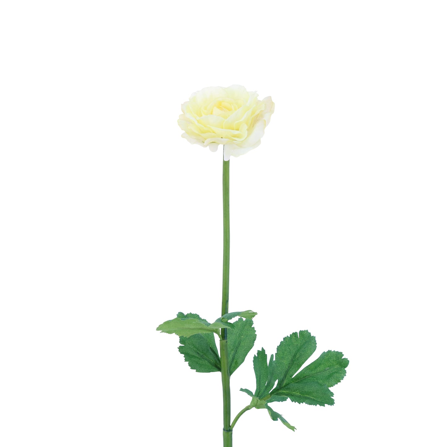 FL11103 RANUNCULUS,24in-12P/144/5.12'
