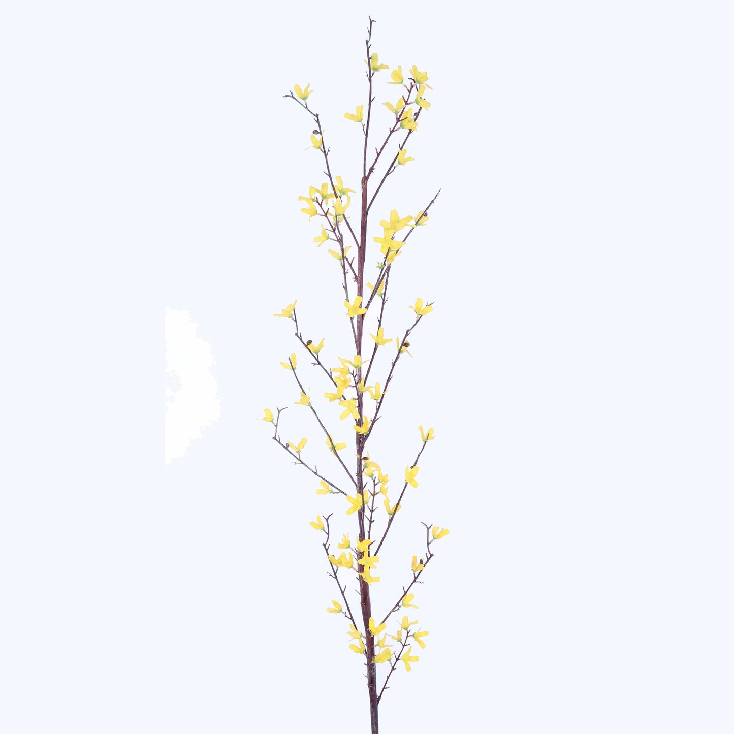 FL11111 FORSYTHIA SPRAY,68in-12P/72/8.9'