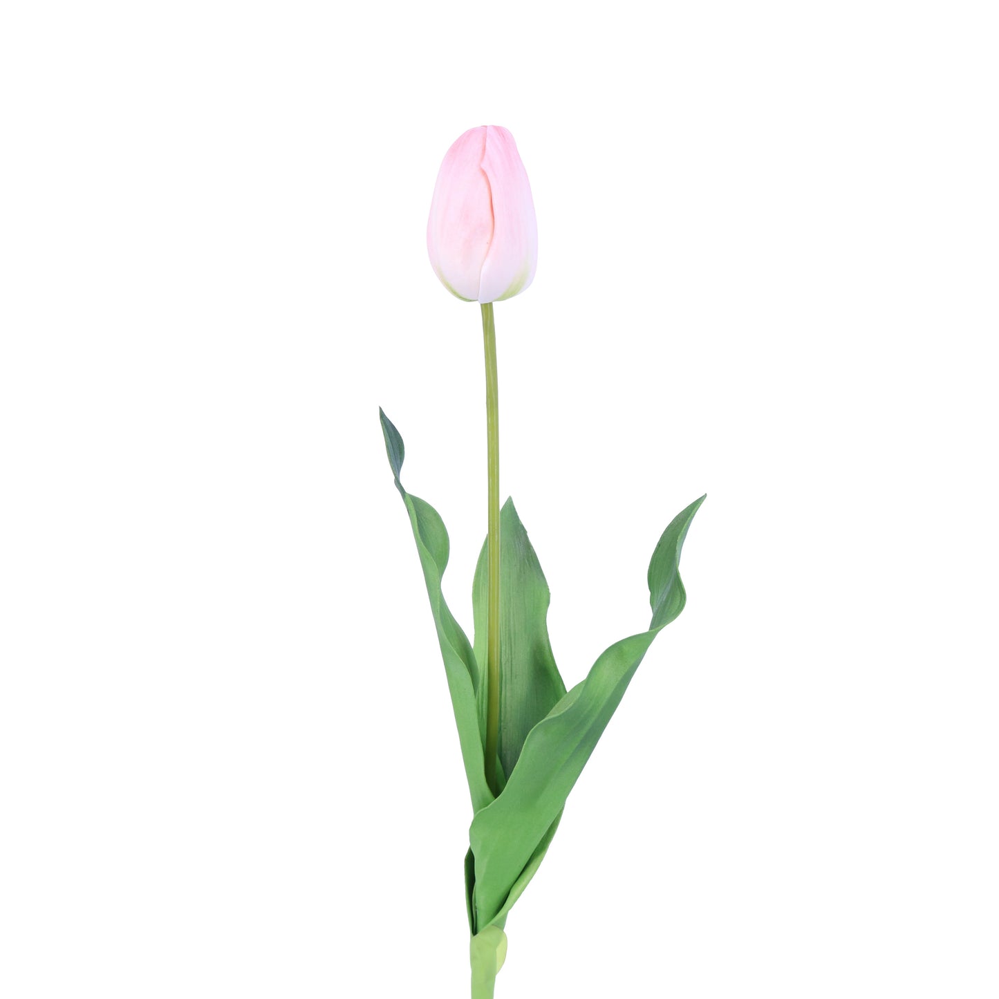 FL11221 TULIP,25in-12P/120/6.29'