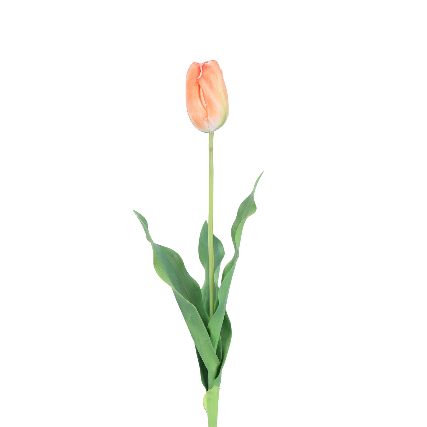 FL11221 TULIP,25in-12P/120/6.29'