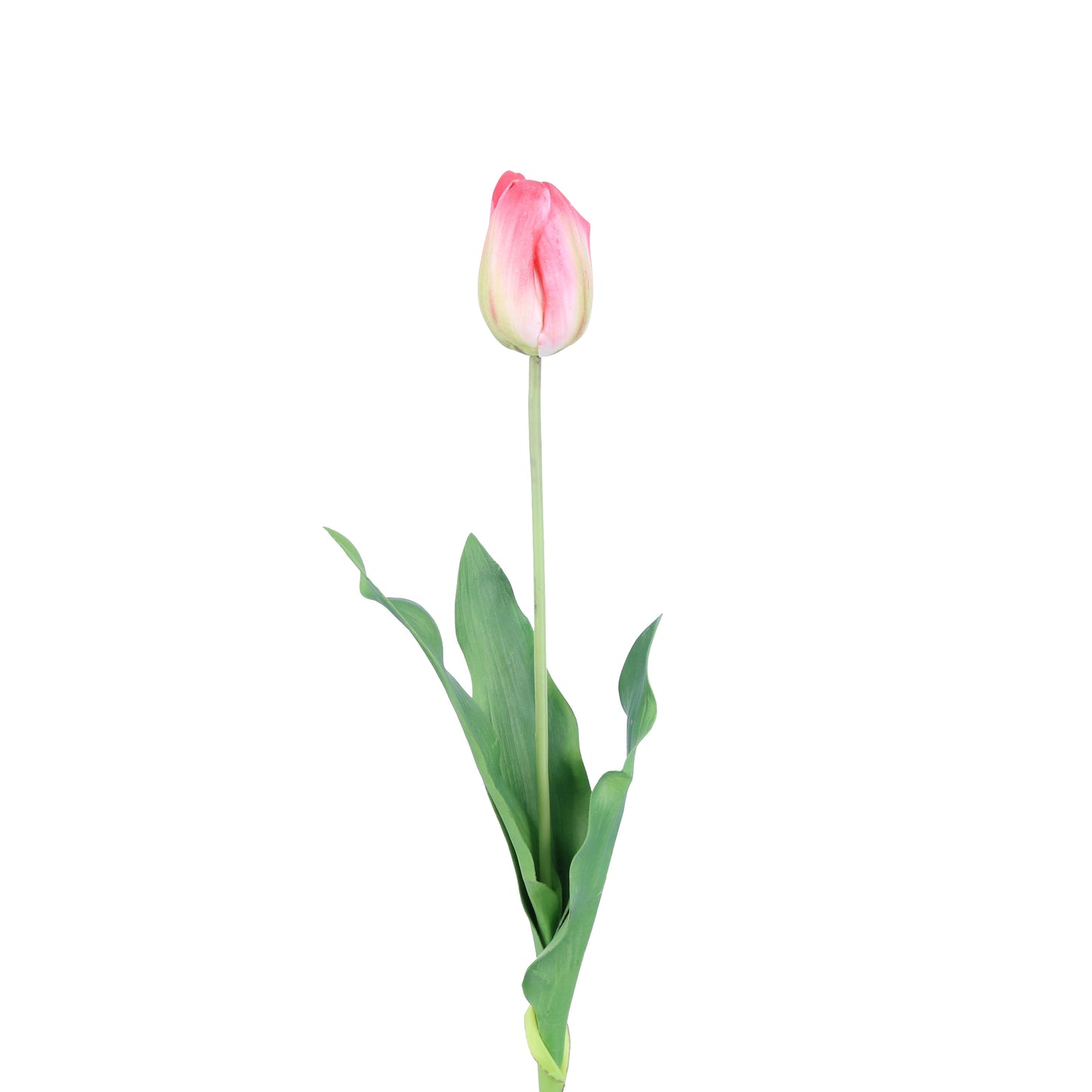 FL11221 TULIP,25in-12P/120/6.29'