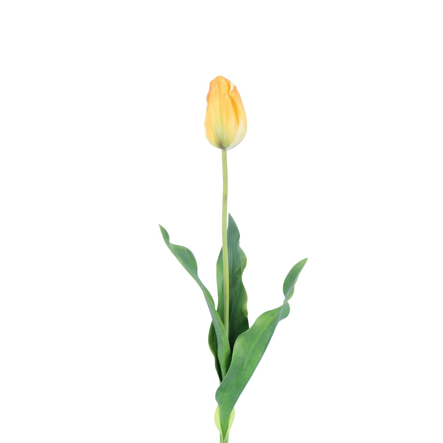 FL11221 TULIP,25in-12P/120/6.29'