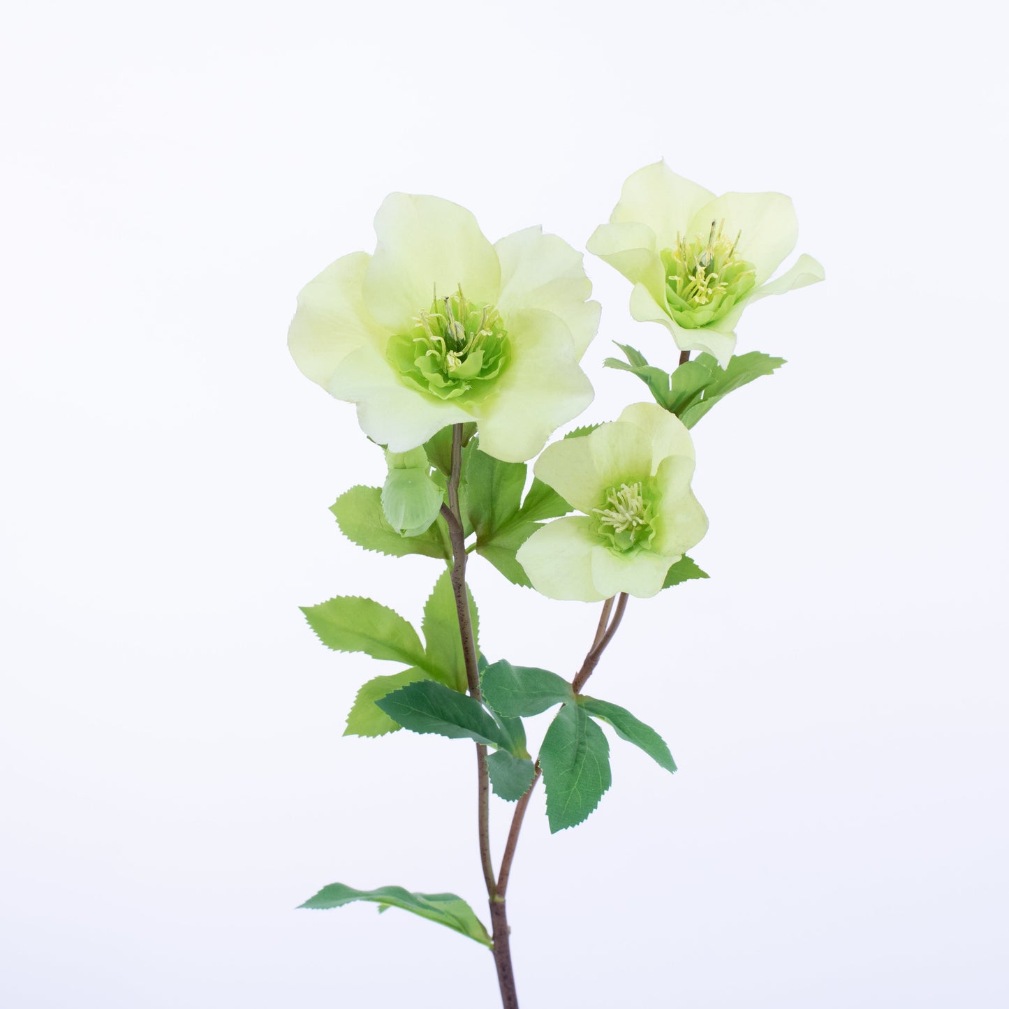FL11224 HELLEBORUS SPx3F2B,25in-12P/96/7.65