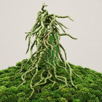 FL11231 ORCHID ROOT SPRAY,16in-24P/240/6'