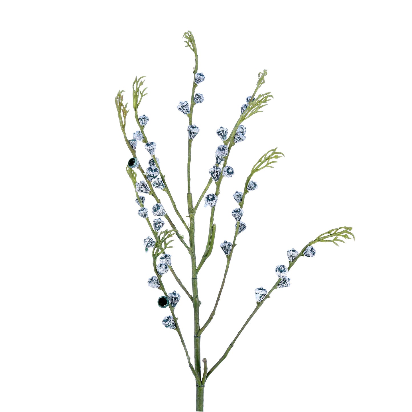 FL11237 EUCALYPTUS SEED SP,34in-12P/180/6.1