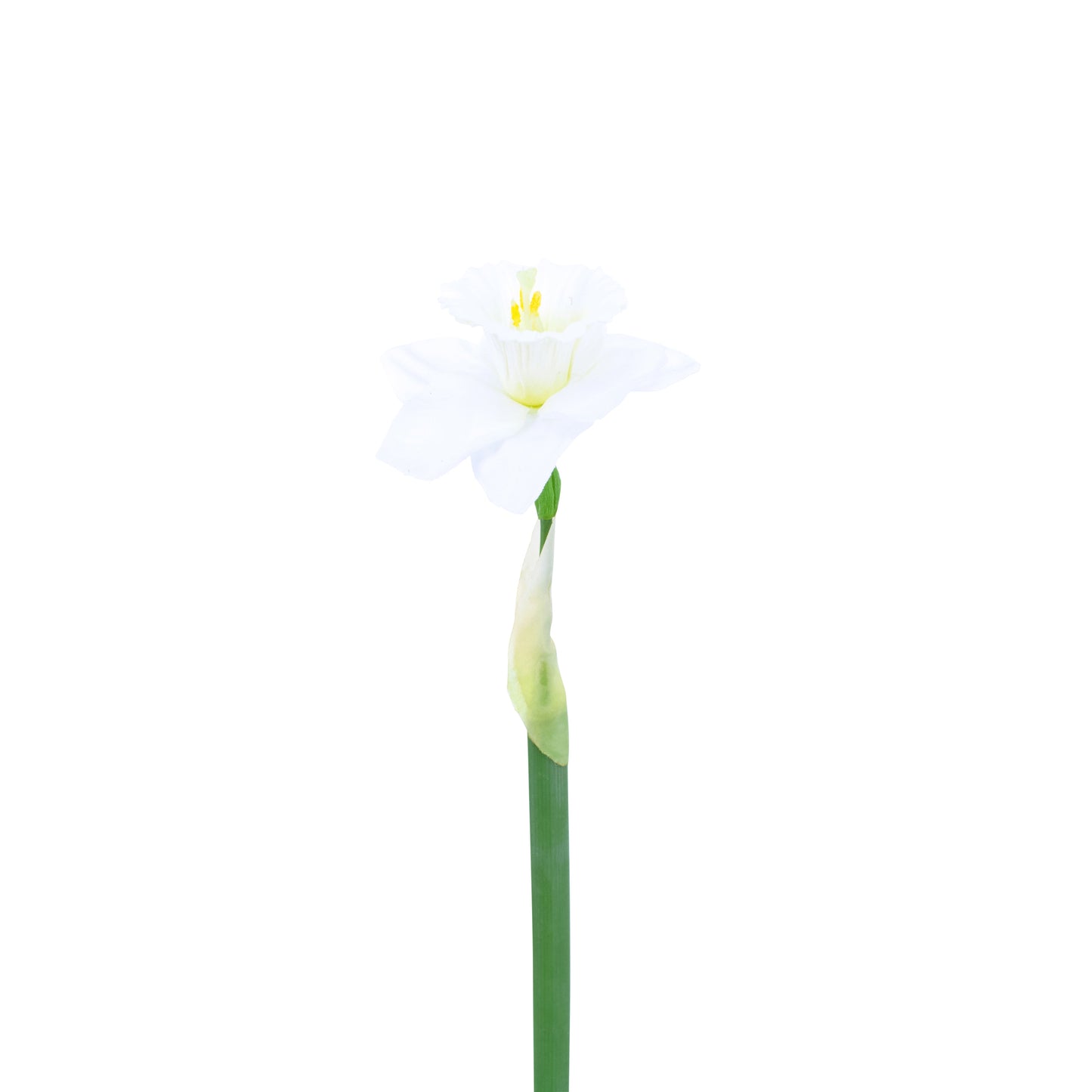 FL11255 NARCISSUS,21.5in-24P/240/3.25'