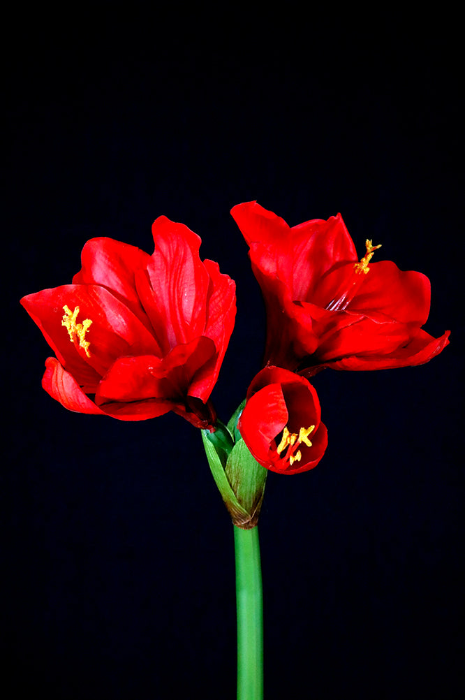 FL11267 AMARYLLISx3F1B,30in-6P/48/8.12' *