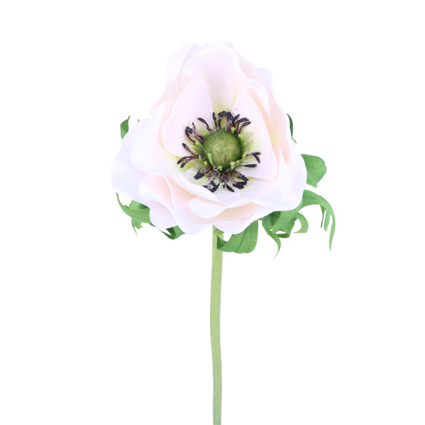 FL11405 ANEMONE,23in-12P/144/7.02'