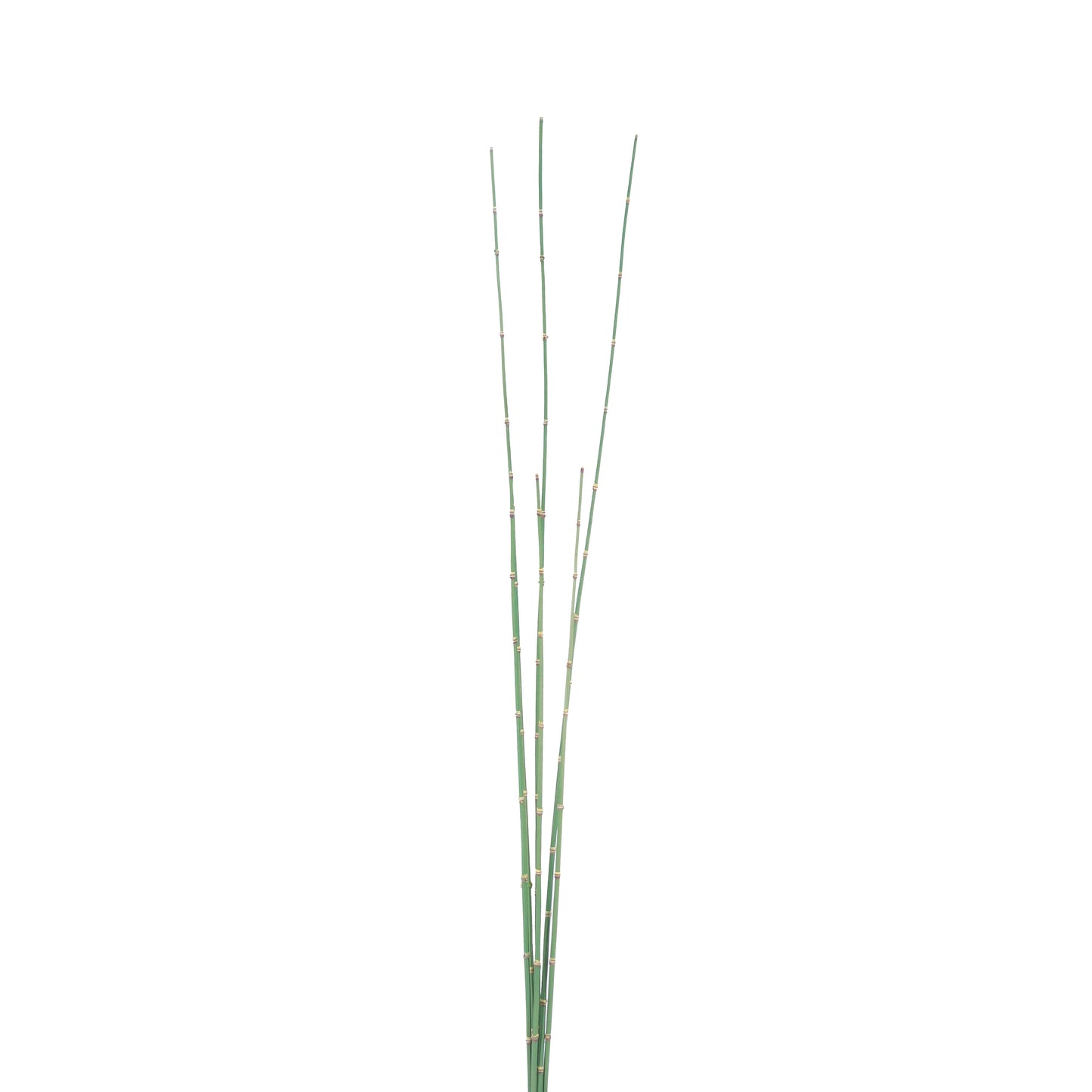 FL11412 WATER HYACINTH BUNDLEx6,55in-12BN