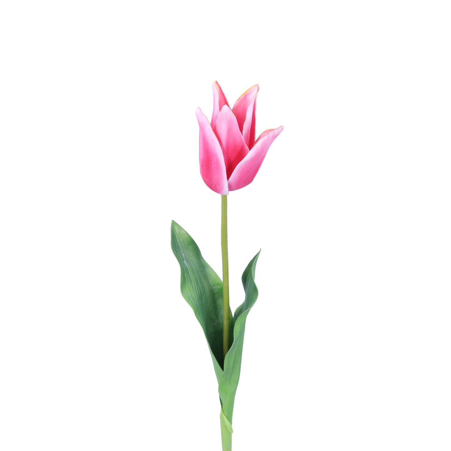 FL11417 STAR TULIP,25in-12P/120/6.16'