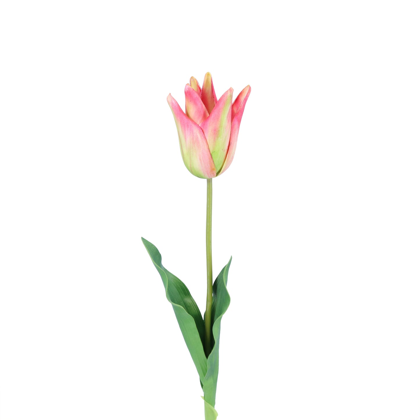 FL11417 STAR TULIP,25in-12P/120/6.16'