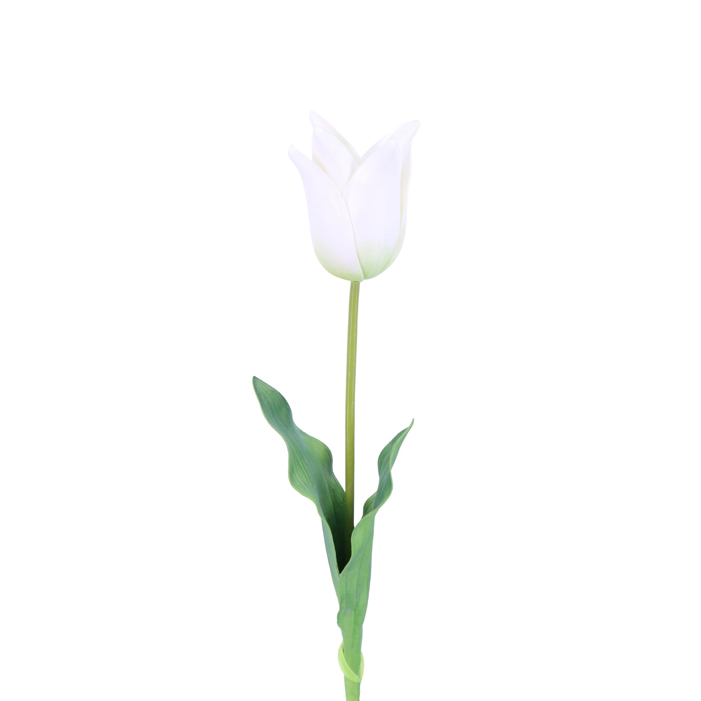 FL11417 STAR TULIP,25in-12P/120/6.16'