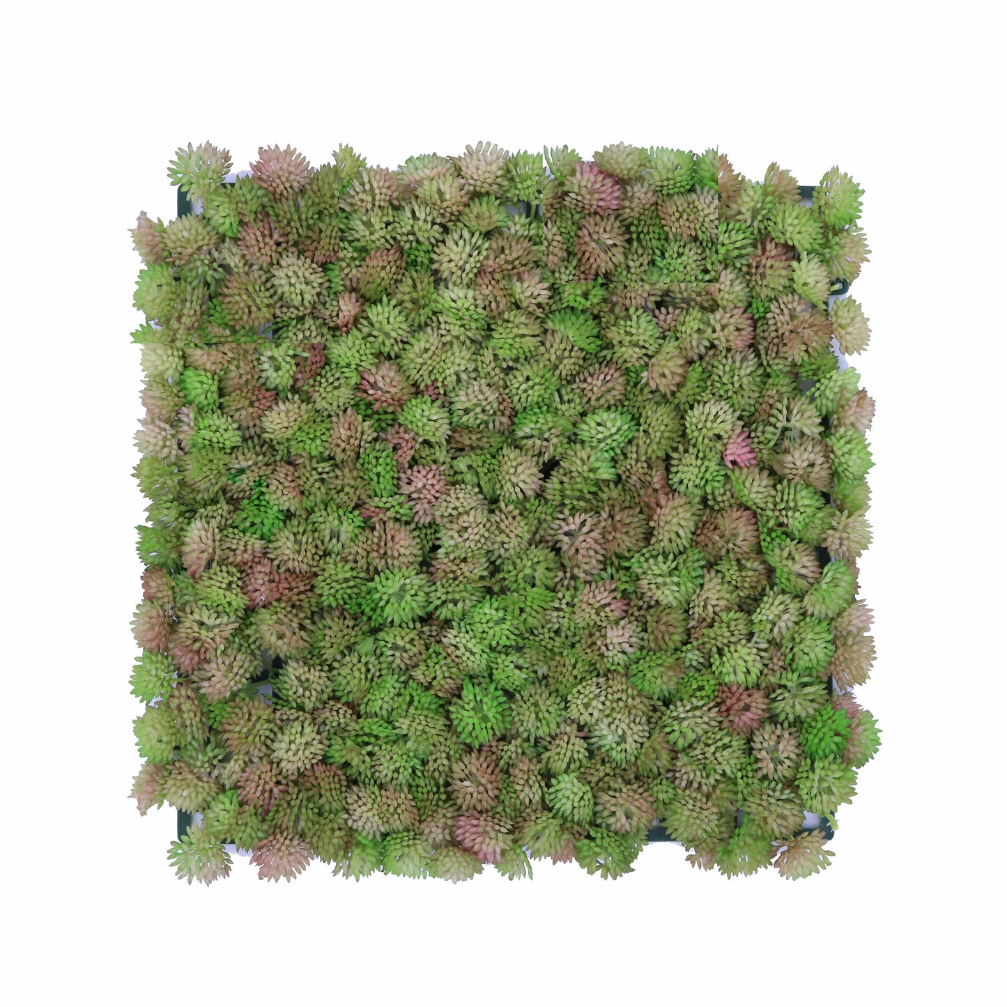 FL11641 SUCCULENT MAT,10x10in-48P/3.47'