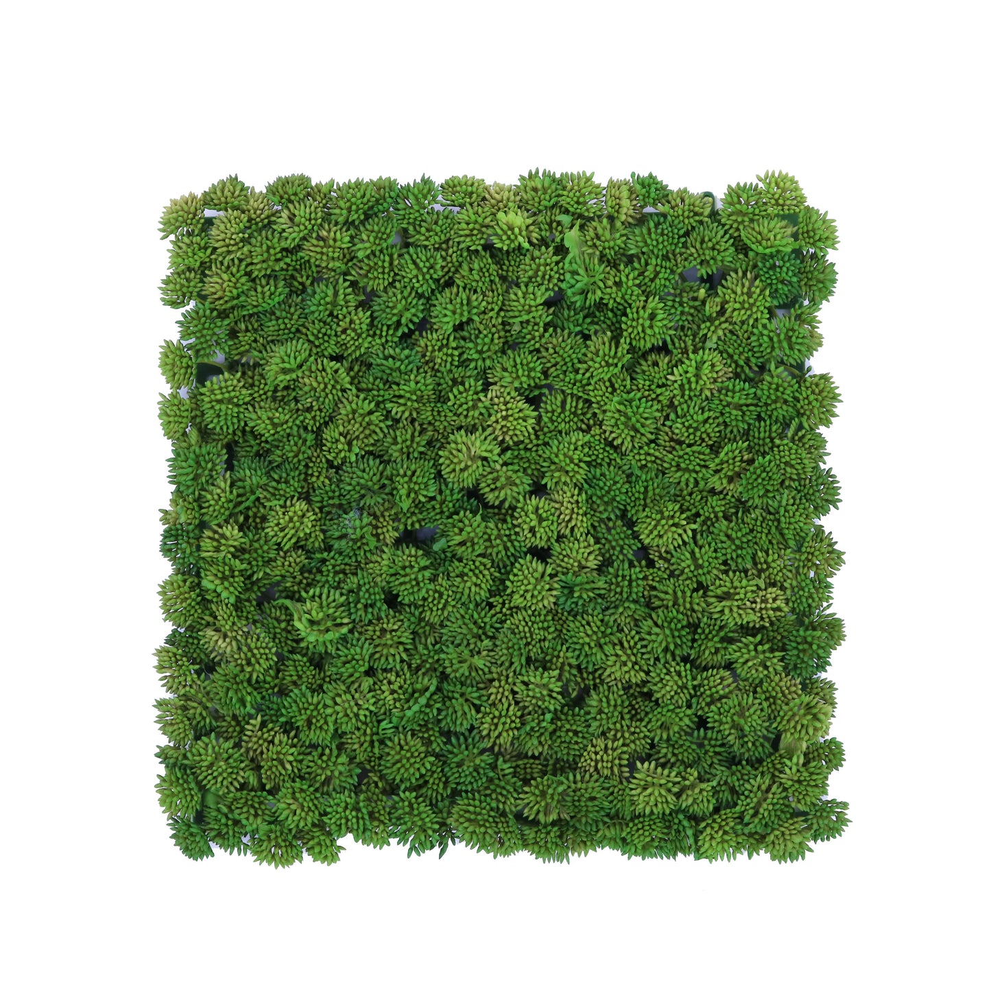 FL11641 SUCCULENT MAT,10x10in-48P/3.47'